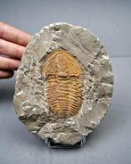 Trilobiet - Gefossiliseerd dier - Kingaspis Top raro, Verzamelen, Mineralen en Fossielen