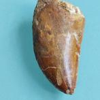 Dinosaurus - Fossiele tand - Carcharodontosaurus sp. - 50 mm