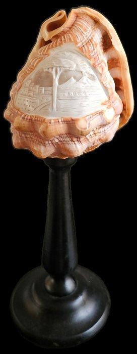 Zeeslak Taxidermie volledige montage - Cameo Cyprae Cassis, Antiek en Kunst, Curiosa en Brocante