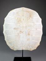 Schildpad Pantser - Trionychidae sp. - 32 cm - 29 cm - 3 cm, Verzamelen, Dierenverzamelingen, Nieuw