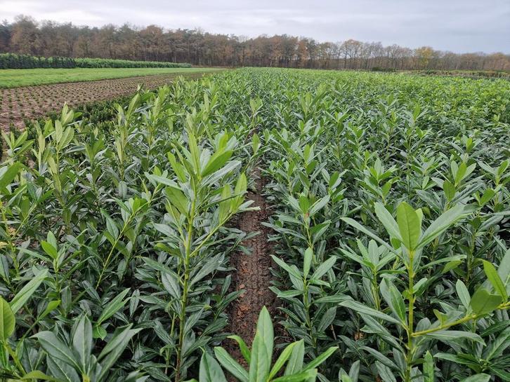 Laurier (Prunus Caucasica) Smal blijvende laurier, Tuin en Terras, Planten | Struiken en Hagen, Ophalen