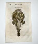 Ch. Coriolanus - Folio with hand coloured woodcut - Monkfish, Antiek en Kunst