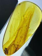 Amber - Barnsteen - feather in amber - 21 mm - 11 mm, Verzamelen