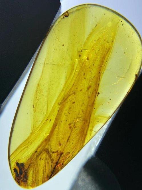 Amber - Barnsteen - feather in amber - 21 mm - 11 mm, Verzamelen, Mineralen en Fossielen