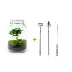 DIY terrarium - Jar - Coffea Arabica -  28 cm - Rake + Shov, Verzenden