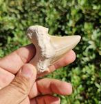 Haai - Fossiele tand - otudus obliqus - 7 cm (Zonder, Verzamelen, Mineralen en Fossielen