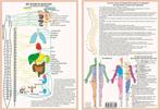Anatomie poster vegetatief zenuwstelsel (Nederlands, gela..., Verzenden, Nieuw