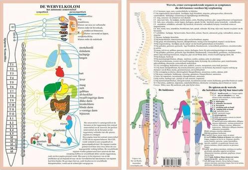 Anatomie poster vegetatief zenuwstelsel (Nederlands, gela..., Sport en Fitness, Overige Sport en Fitness, Verzenden