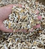 Haai - Fossiele tanden - Dientes de Tiburon Lamma oblicua,, Verzamelen, Mineralen en Fossielen