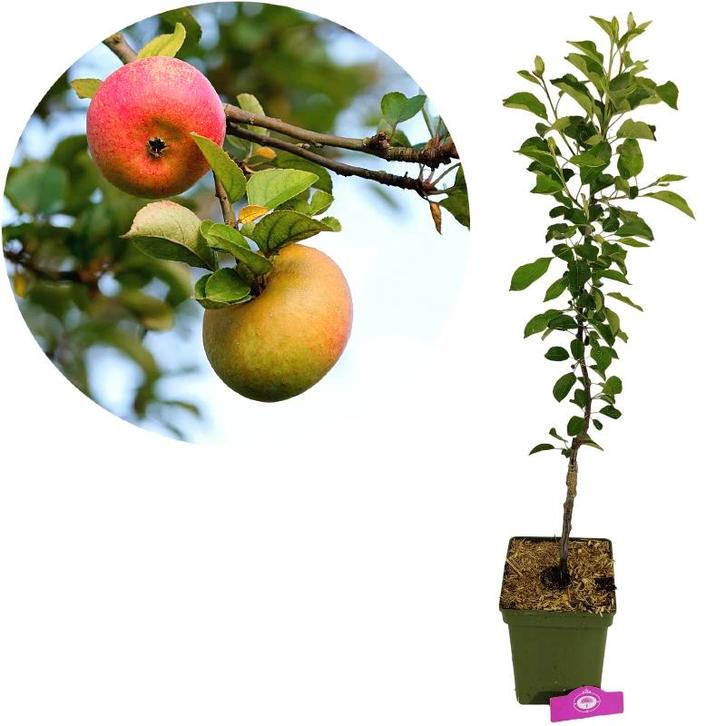 Malus domestica James Grieve + Pot 23cm, Tuin en Terras, Planten | Fruitbomen, Volle zon, Verzenden