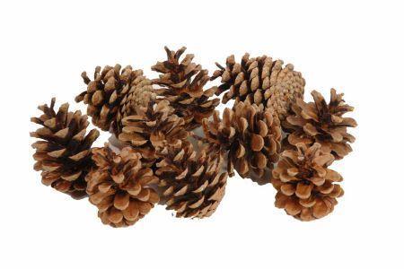 Denneappel Oostenrijkers BULK +/- 10 kg Dennenappel, Hobby en Vrije tijd, Knutselen, Nieuw, Ophalen of Verzenden