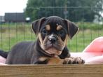 Old English Bulldog pups! t Gezonde type. Mogen direct mee!, Parvo, Nederland, 8 tot 15 weken, Bulldog