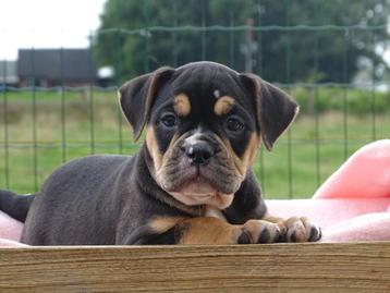 Old English Bulldog pups! t Gezonde type. Mogen direct mee! beschikbaar voor biedingen