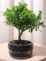 ilex bonsai (japanse hulst) - Hoogte (boom): 17 cm - Diepte, Antiek en Kunst