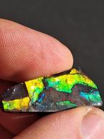 Ammoliet - Fossiel fragment - Placenticeras - 3.5 cm - 1.5