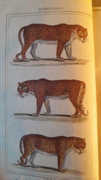 Comte de Buffon - Oeuvres complètes: les animaux quadrupèdes, Antiek en Kunst, Antiek | Boeken en Bijbels