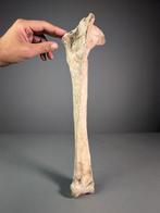 Madagascische olifantsvogel - Fossiel scheenbeen -