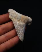 Haai - Fossiele tand - Otodus Sokolovi Raro (Zonder, Verzamelen, Mineralen en Fossielen