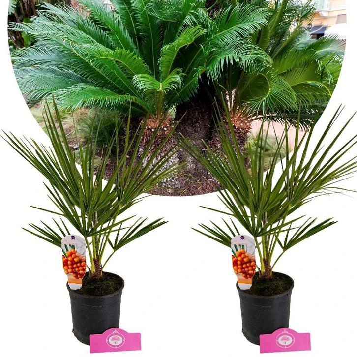 Chamaerops humilis + pot 15cm 2 pcs, Tuin en Terras, Planten | Fruitbomen, Volle zon, Verzenden