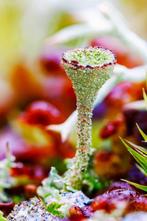 Inna Etuvgi - My Psychedelic Garden - Forest Stories +