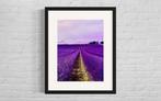 Fabian Kimmel - Lavender Fields I, Provence/Cote DAzur