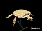 Schildpad - Gefossiliseerd dier - Tortuga Marina - 67 cm -, Verzamelen
