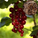 Rode Aalbes Rovada wortelgoed 1 plant, Tuin en Terras, Planten | Fruitbomen, Volle zon, Verzenden