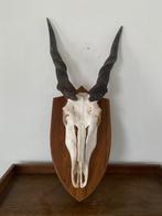 Eland Antilope Taxidermie wandmontage - Taurotragus oryx -, Nieuw
