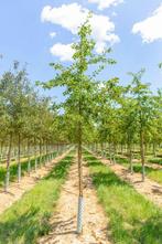 Malus Professor Sprenger hoogstam 12/14