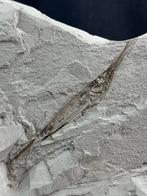 Trompetvis Trichurus strigatus - Fossiel skelet - Centricus