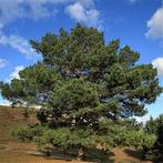 Egrow 30 stks / pak Sylvestris Tree Seeds Pinus Sylvestri...