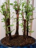metasequoia bos in bonsaischaal - Hoogte (boom): 25 cm -