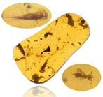 Birmese Amber - Fossiele cabochon - Two Bristletails,, Verzamelen, Mineralen en Fossielen