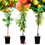 Set van 3 Exotische fruitbomen- 1 Abrikoos, 1 Perzik, 1 Kaki, Halfschaduw, 100 tot 250 cm, In pot, Zomer