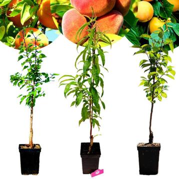 Set van 3 Exotische fruitbomen- 1 Abrikoos, 1 Perzik, 1 Kaki beschikbaar voor biedingen