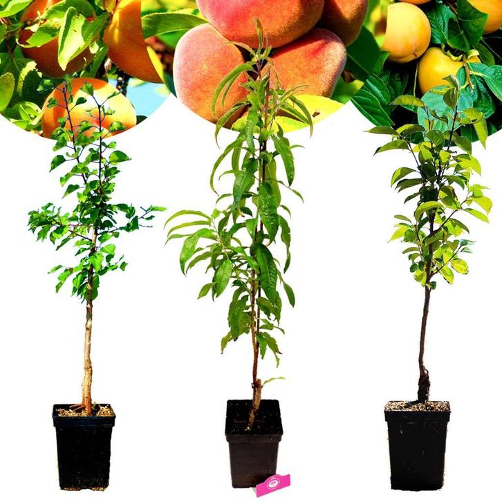 Set van 3 Exotische fruitbomen- 1 Abrikoos, 1 Perzik, 1 Kaki, Tuin en Terras, Planten | Fruitbomen, 100 tot 250 cm, Overige soorten