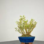 Sneeuwroos bonsai (Serissa foetida) - Hoogte (boom): 18 cm -, Antiek en Kunst