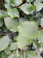 Goedkope groene Beukenhaag em haagbeukplanten, Tuin en Terras, Haag, Minder dan 100 cm, Beukenhaag, Ophalen of Verzenden