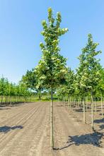 Tilia tomentosa Brabant hoogstam 14/16, Tuin en Terras, Planten | Tuinplanten