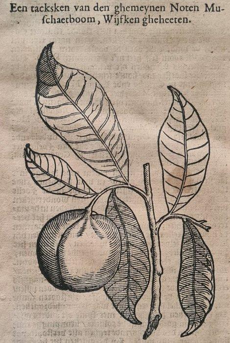 Rembertus Dodonaeus - 38 houtsnedes uit het Cruydt-boeck, Antiek en Kunst, Antiek | Boeken en Bijbels