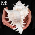 Chicoreus Ramosus De meest spectaculaire schelpen in de, Verzamelen, Mineralen en Fossielen