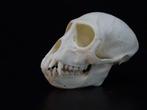 Vervet Monkey Skull - Bot - Chlorocebus pygerythrus - 0 cm -, Nieuw