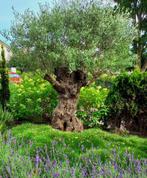 Olijfbomen bij Nobilis Ens. Alle zondagen in Juni geopend, Tuin en Terras, Planten | Bomen, In pot, Overige soorten, Volle zon