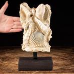 Fossiele schelpen in matrix - Pecten E Turritelle - Florida
