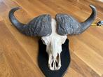 Buffel Taxidermie volledige montage - Cape Buffalo - 77 cm -, Verzamelen, Dierenverzamelingen, Nieuw