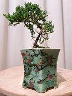 Jeneverbes bonsai (Juniperus) - Hoogte (boom): 16 cm -, Antiek en Kunst