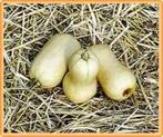 Avelon Premium - 5000 zaden Avelon Premium, Ophalen of Verzenden, Nieuw