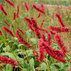Persicaria amplexicaulis Fat Domino - Wortelgoed - 5 stuk, Tuin en Terras, Verzenden