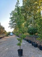 Liquidambar Styraciflua SlenderSilhouette Zuilamberboom, Tuin en Terras, Planten | Bomen, Ophalen