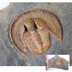 Trilobiet - Fossiel rugschild - Declivolithus